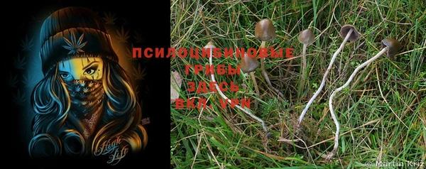 прущие крисы Магадан